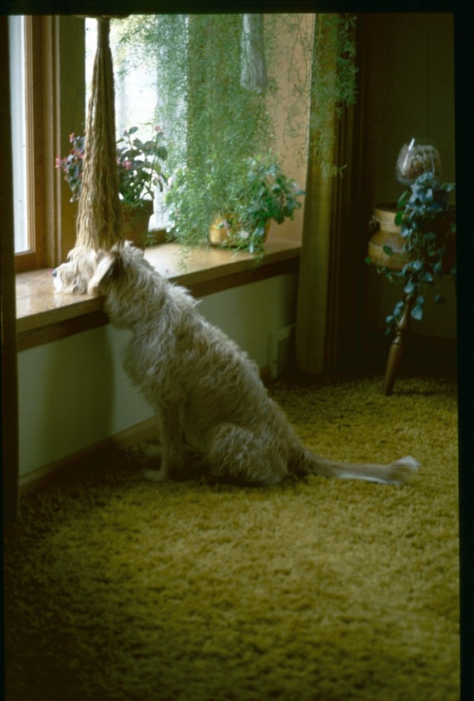 Henry at the window, 1978